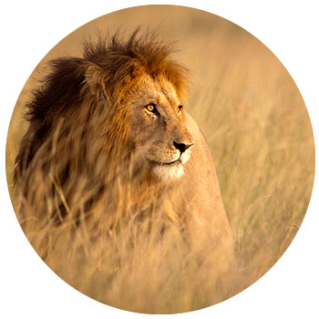 Africian Lion