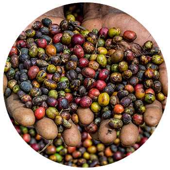 Man holding coffee beans in Ghana