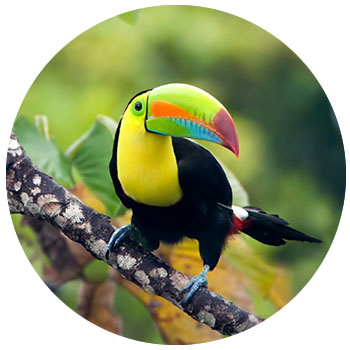topical bird in panama