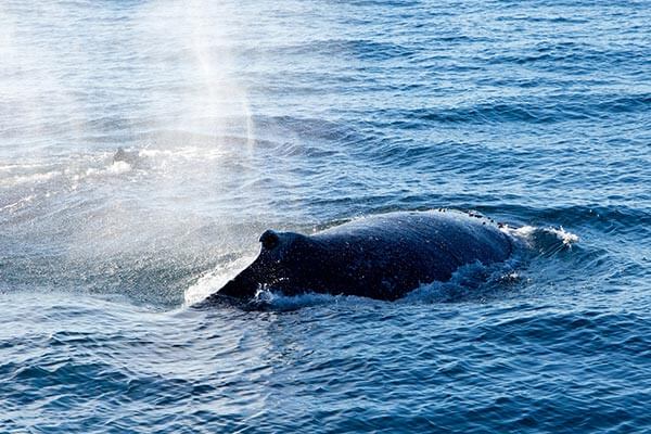 Humpback Whales spoutng off California coast