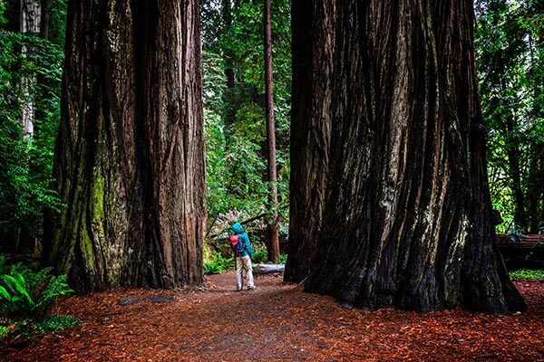 Redwoods National park in CA
