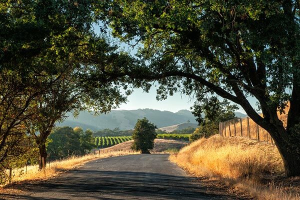 Vineyard near Santa Rosa, CA