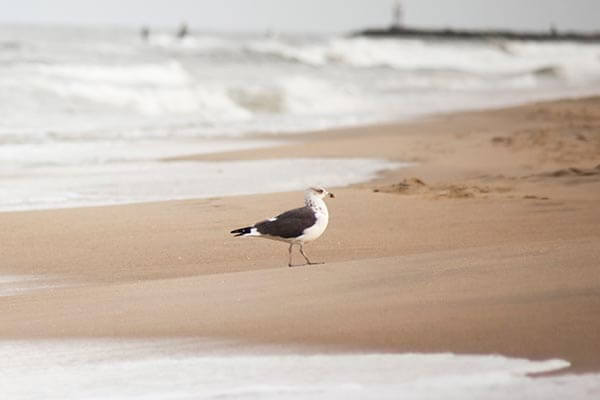 Seagull on the Oregon Coast