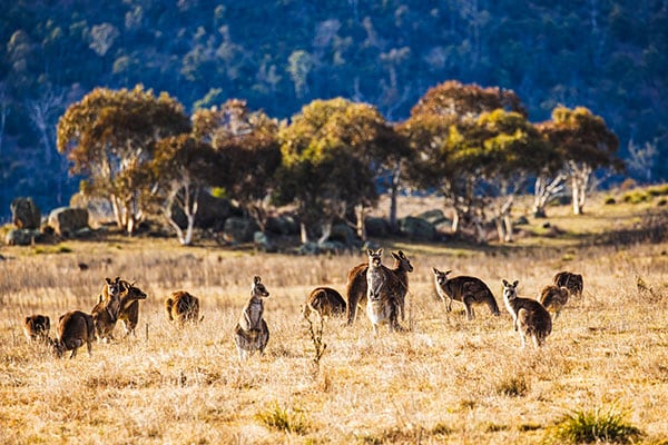 Kangaroos in Australia