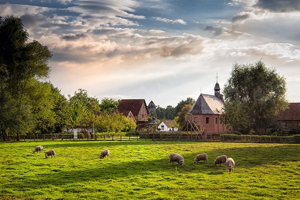 Sheep farm in Belgium