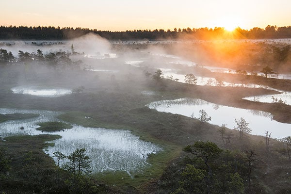 bog in Estonia