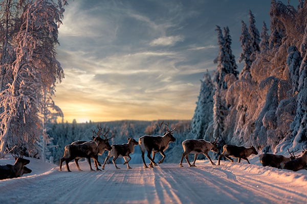 reindeer in Sweden