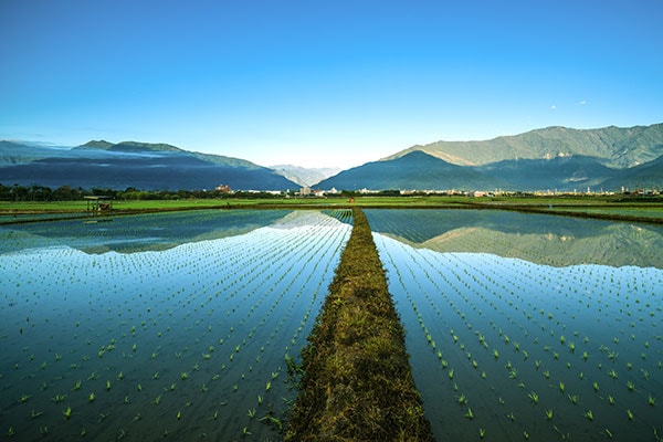 Field in Taiwan